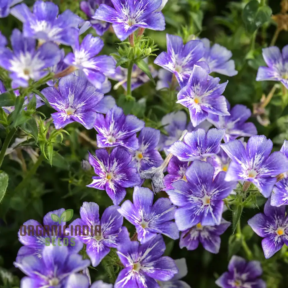 Phlox Sugar Stars Seeds - Grow Stunning and Sweet Sugar Stars Phlox in Your Garden