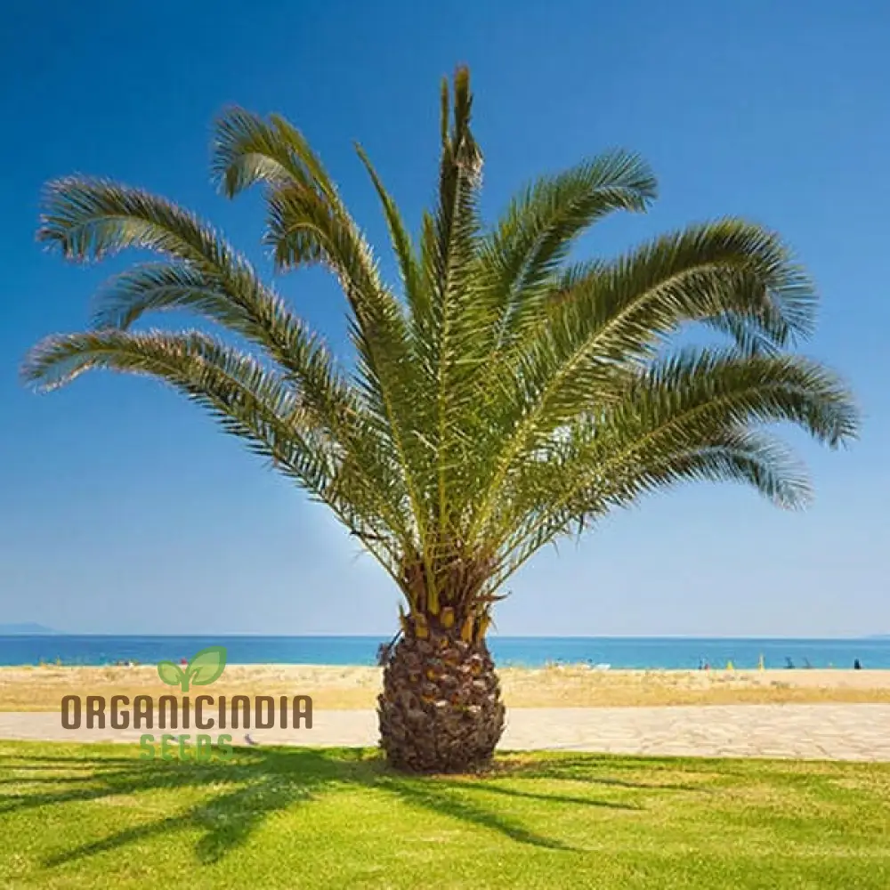 Phoenix Canariensis Seeds for Lush Gardens and Stunning Landscapes â€“ Ideal for Avid Gardeners
