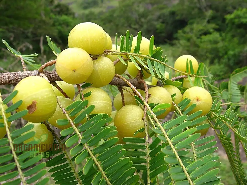 Phyllanthus Emblica Seeds for Thriving Gardens – Cultivate Health and Beauty with These Nutrient-Rich Gems!