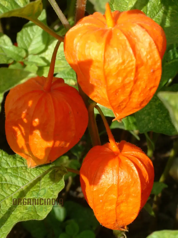 Physalis Alkekengi Var. Franchet Seeds – Elevate Your Gardening Experience with Exotic Beauty and Hardy Perennial Growth!