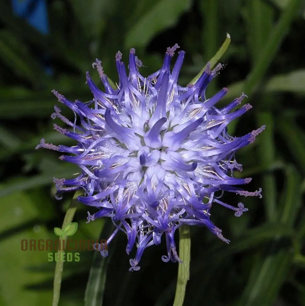 Phyteuma Scheuchzeri Seeds for Exquisite Blooms and Expert Gardening Delights!