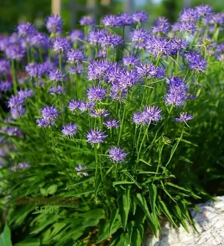 Phyteuma Scheuchzeri Seeds for Exquisite Blooms and Expert Gardening Delights! - Image 3