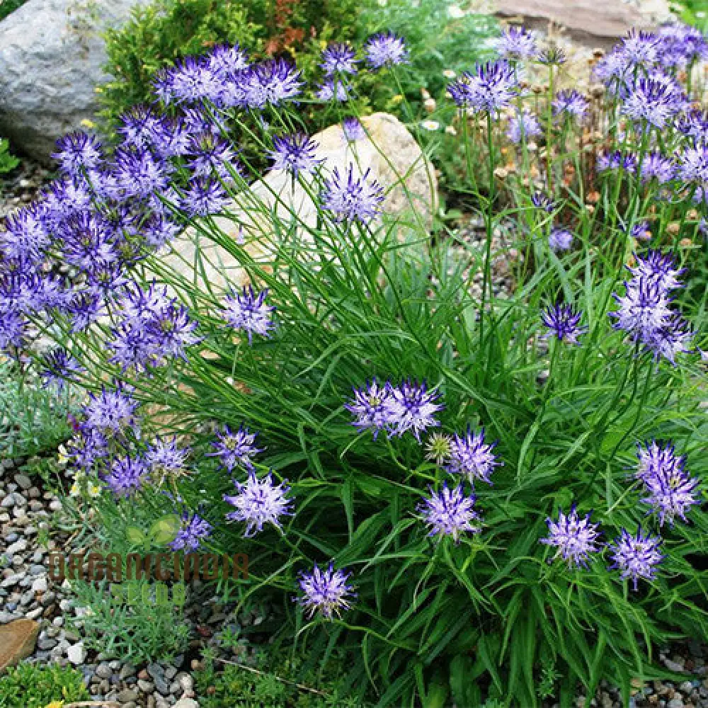 Phyteuma Scheuchzeri Seeds for Exquisite Blooms and Expert Gardening Delights! - Image 4