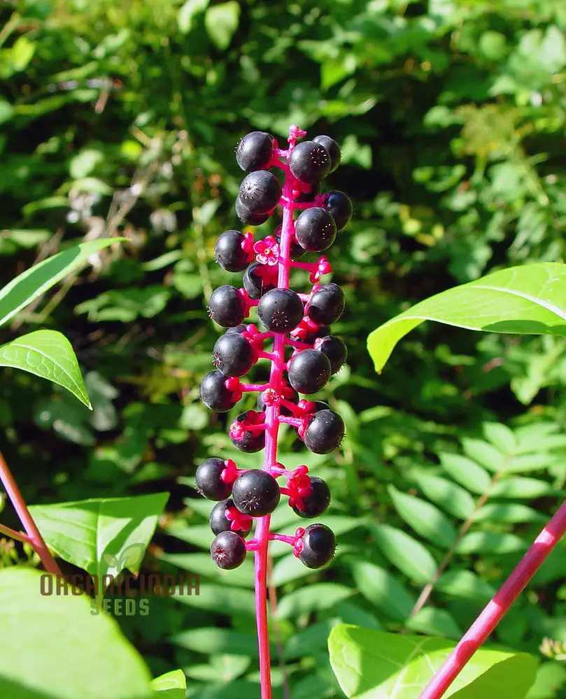 PHYTOLACCA AMERICANA Seeds for Planting, Premium Quality Seeds for Your Garden