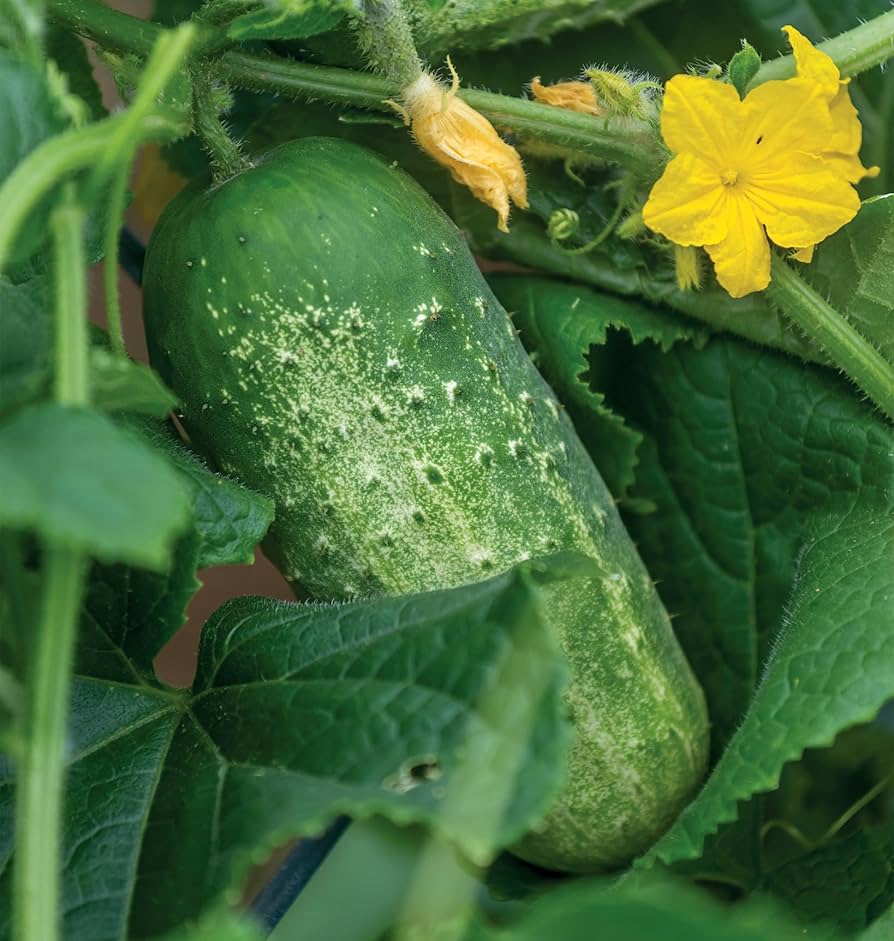 Picklebush Cucumber Seeds – Compact & High-Yielding - Ideal for Small Gardens & Pickling