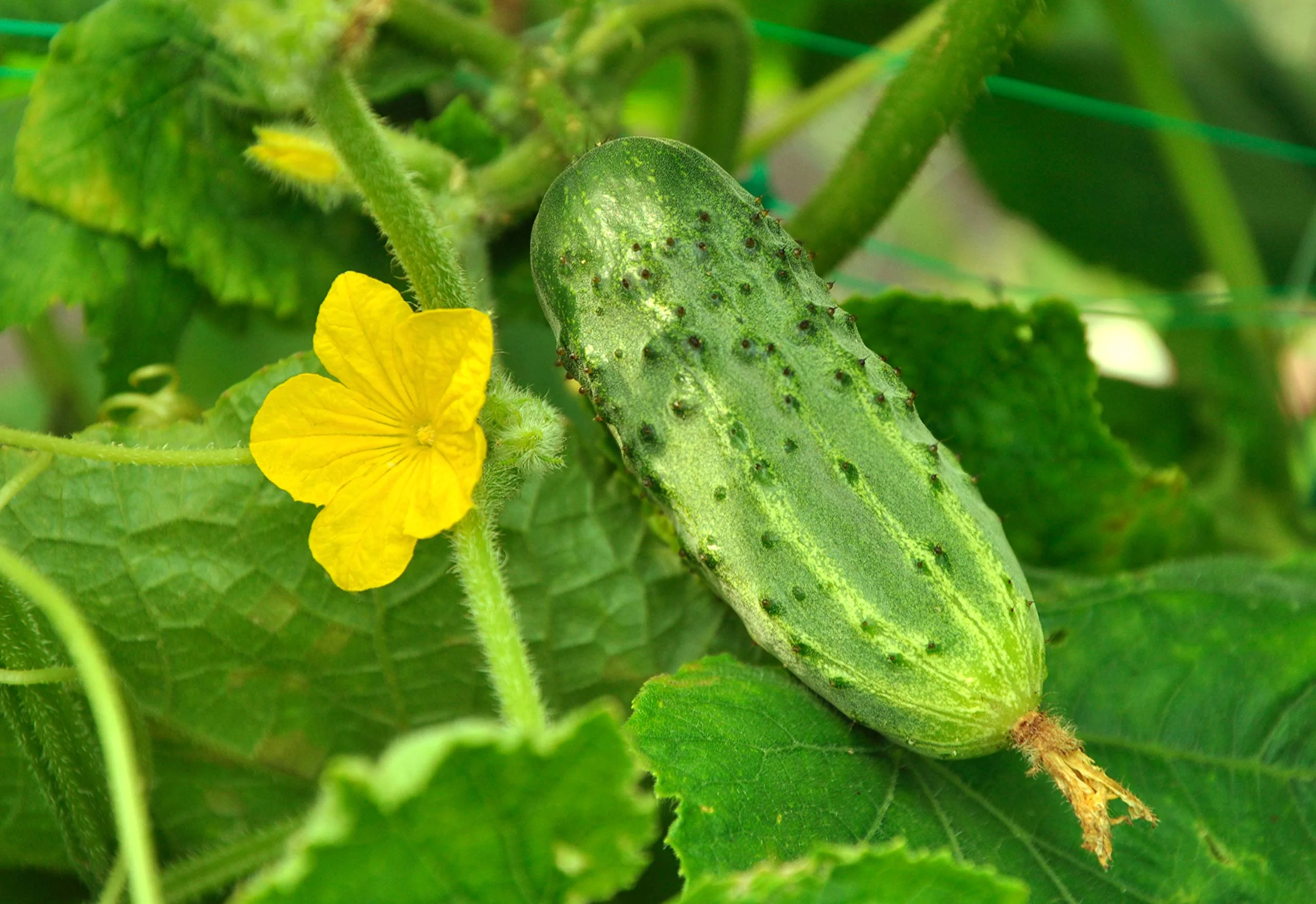 Picklebush Cucumber Seeds – Compact & High-Yielding - Ideal for Small Gardens & Pickling - Image 2