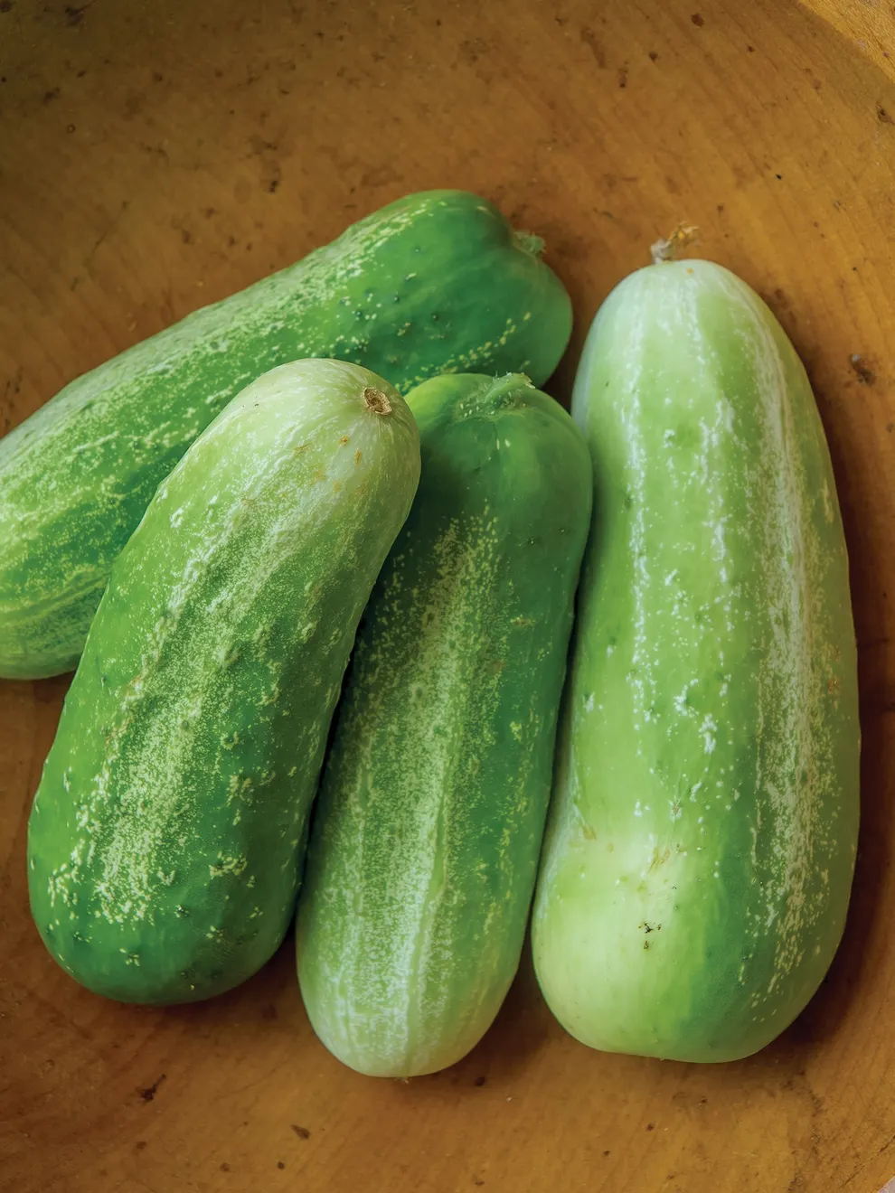 Picklebush Cucumber Seeds – Compact & High-Yielding - Ideal for Small Gardens & Pickling - Image 3