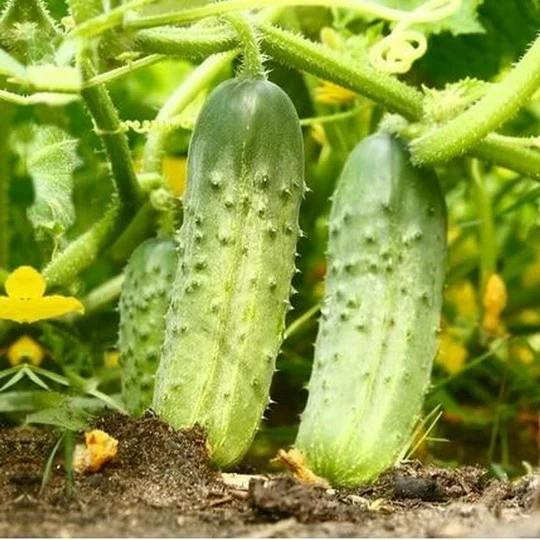 Picklebush Cucumber Seeds – Compact & High-Yielding - Ideal for Small Gardens & Pickling - Image 4