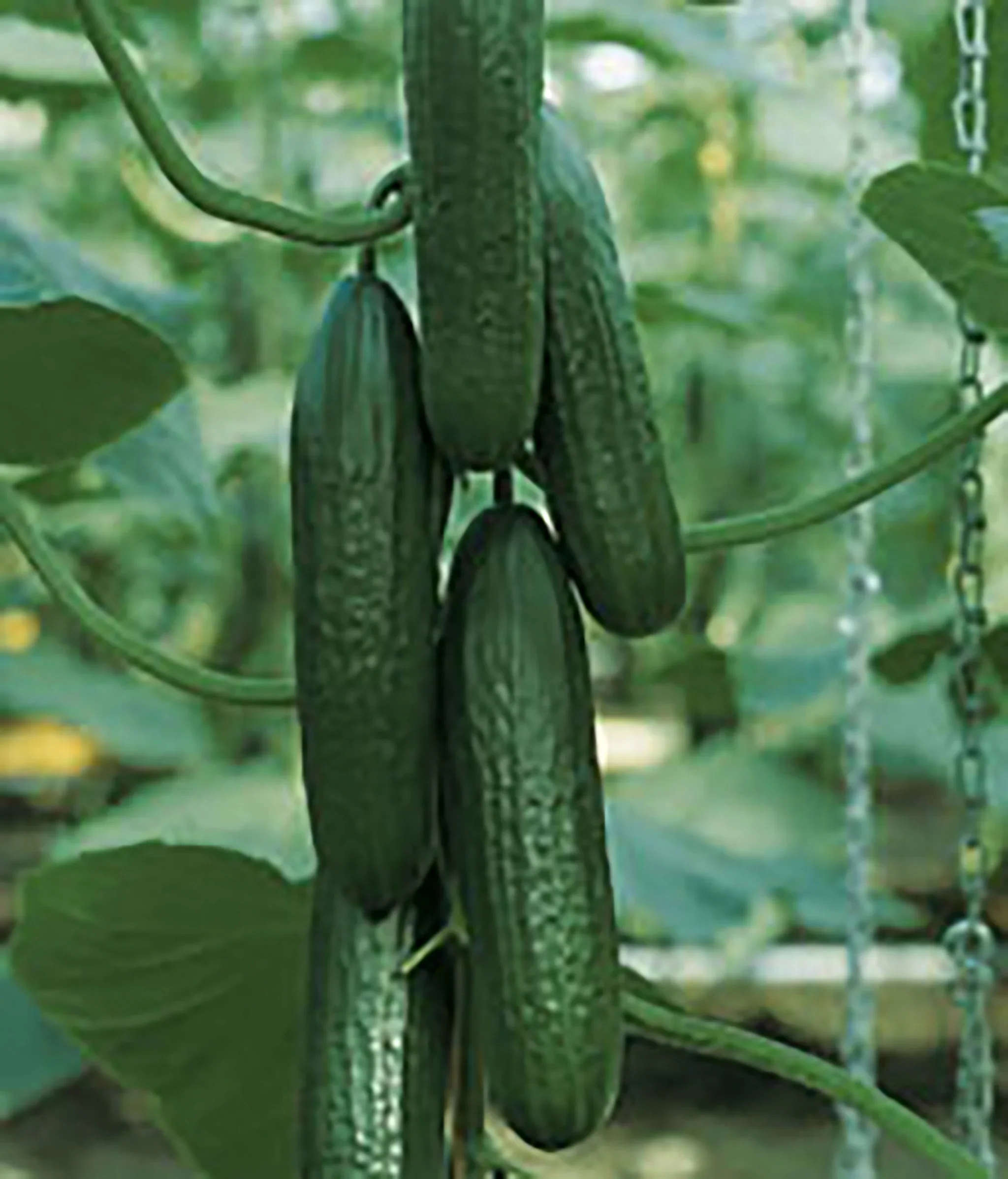 Picolino Cucumber Seeds – High-Yield Mini Cucumbers for Greenhouse & Garden - Image 2
