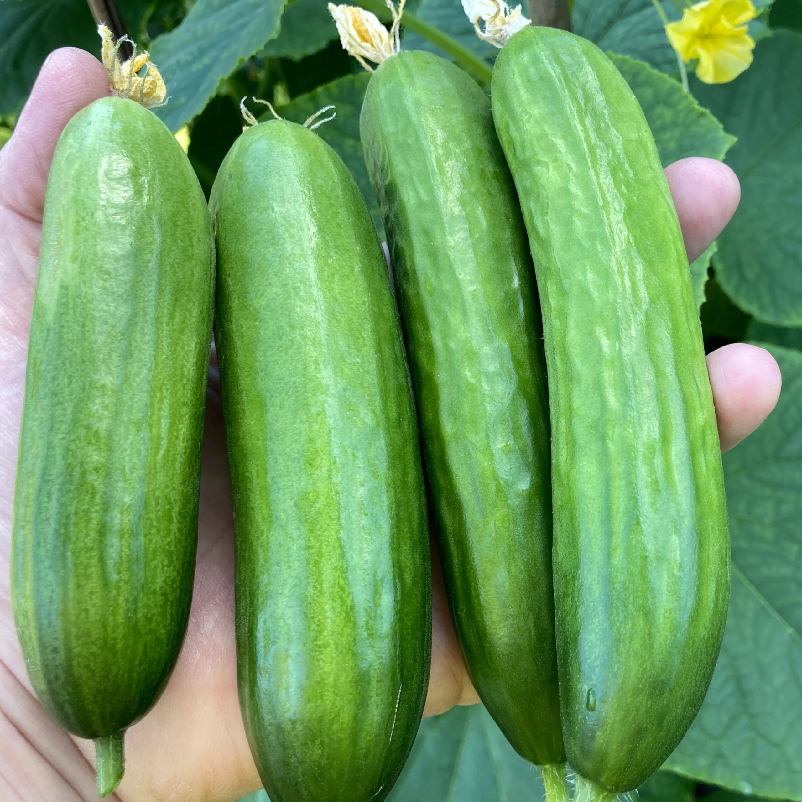 Picolino Cucumber Seeds – High-Yield Mini Cucumbers for Greenhouse & Garden - Image 3