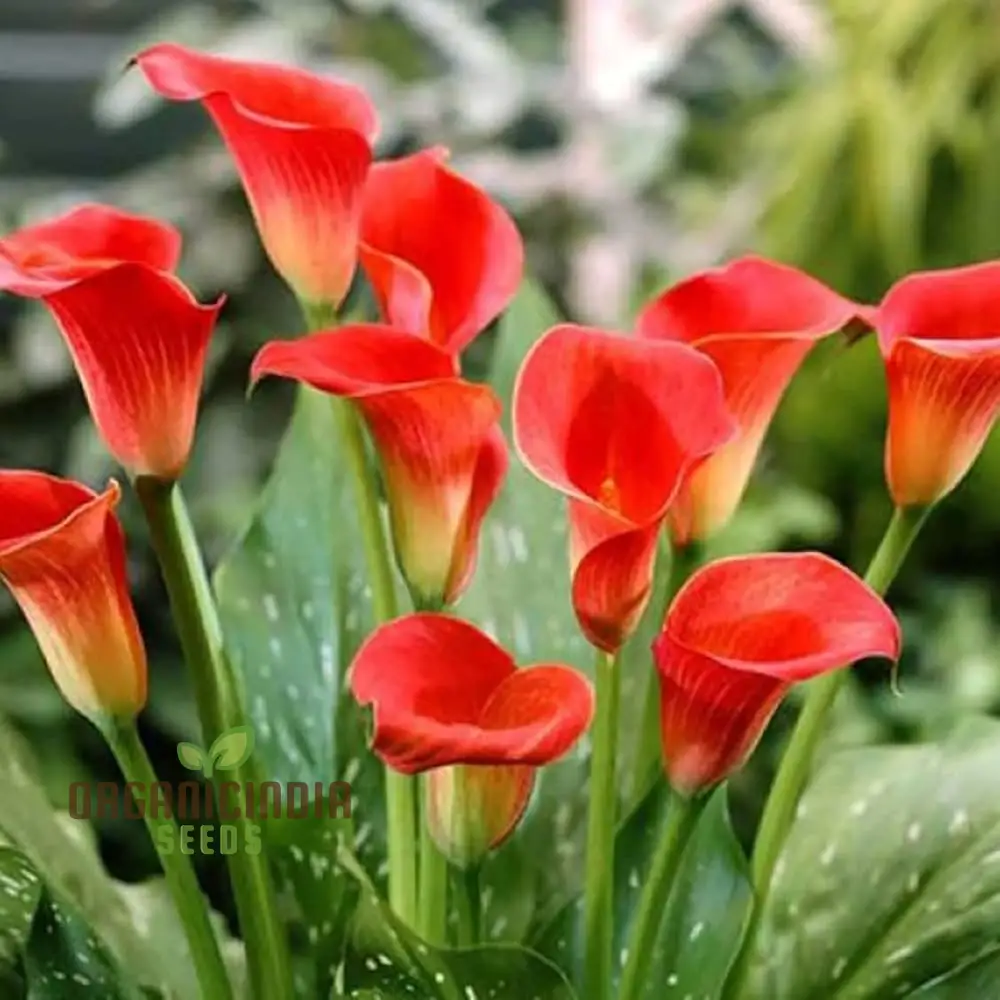 Piechobaleno Promotion Calla Bonsai Flower Seeds for Planting - 100 pcs