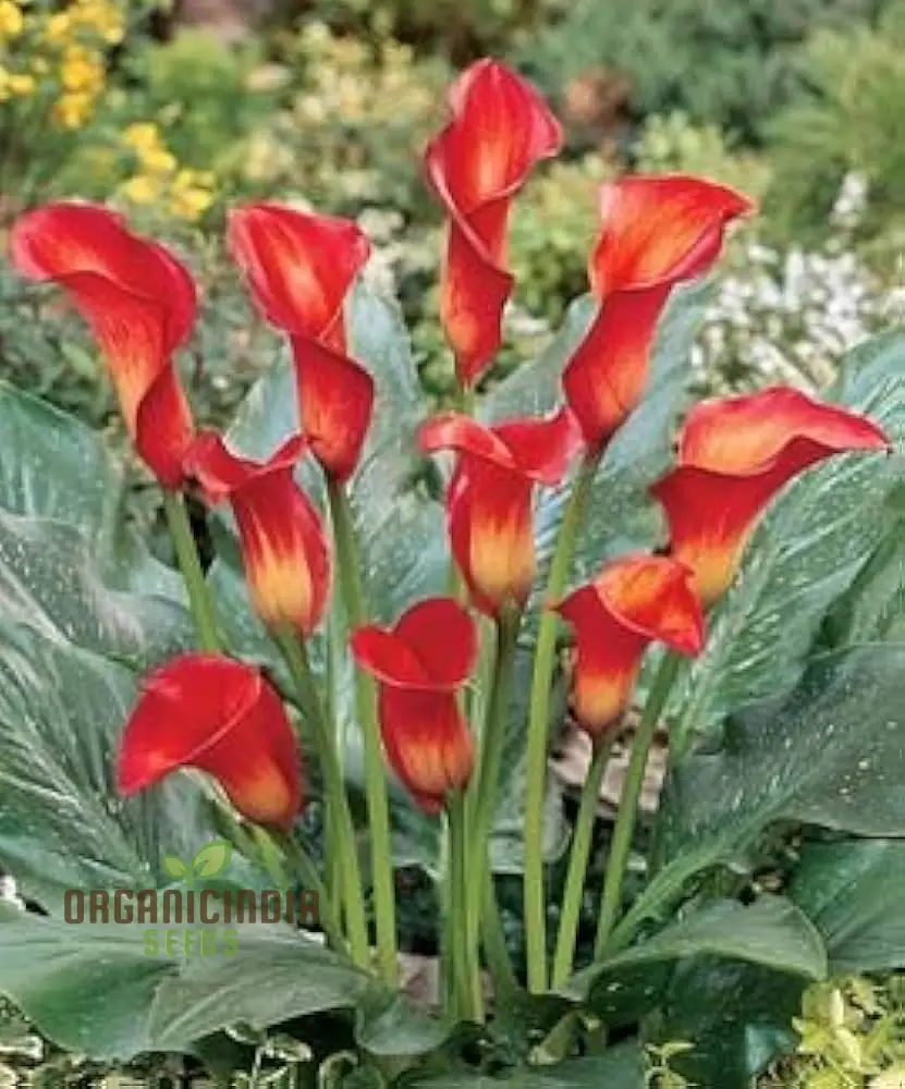 Piechobaleno Promotion Calla Bonsai Flower Seeds for Planting - 100 pcs - Image 3