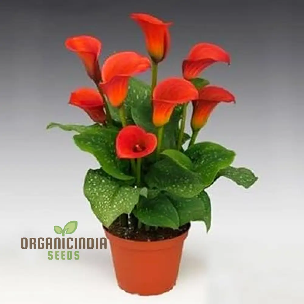 Piechobaleno Promotion Calla Bonsai Flower Seeds for Planting - 100 pcs - Image 4