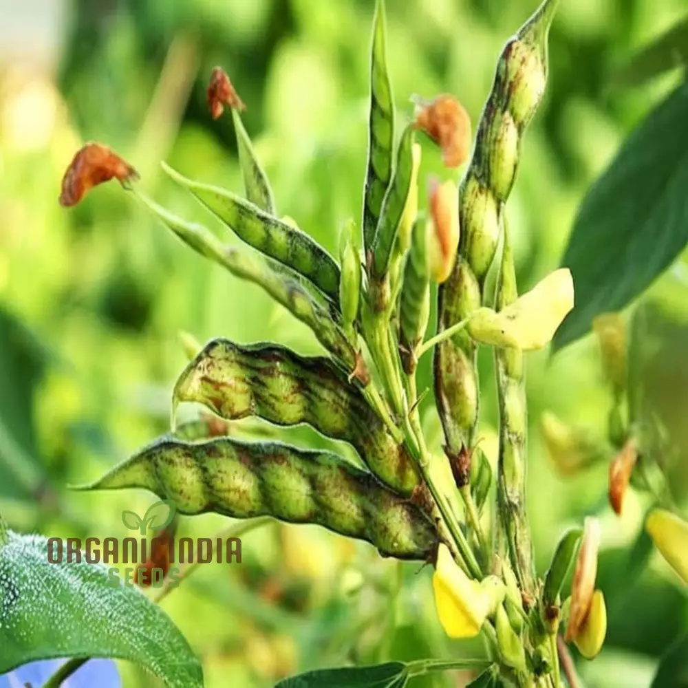 Pigeon Pea Vegetable Seeds - Nutritious Legumes for Your Garden Harvest