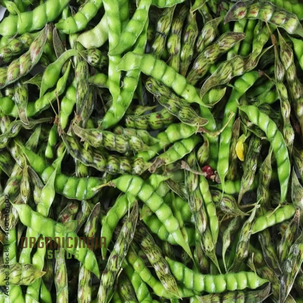 Pigeon Pea Vegetable Seeds - Nutritious Legumes for Your Garden Harvest - Image 3