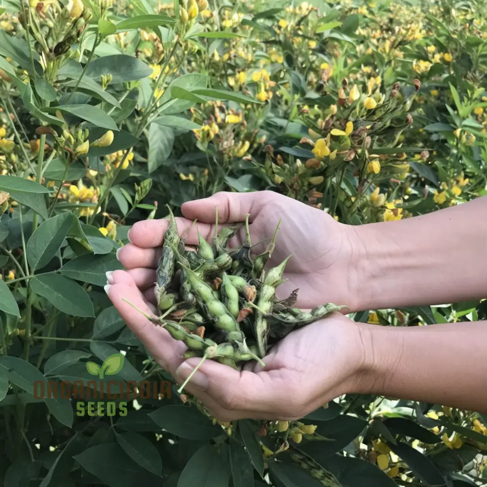 Pigeon Pea Vegetable Seeds - Nutritious Legumes for Your Garden Harvest - Image 4