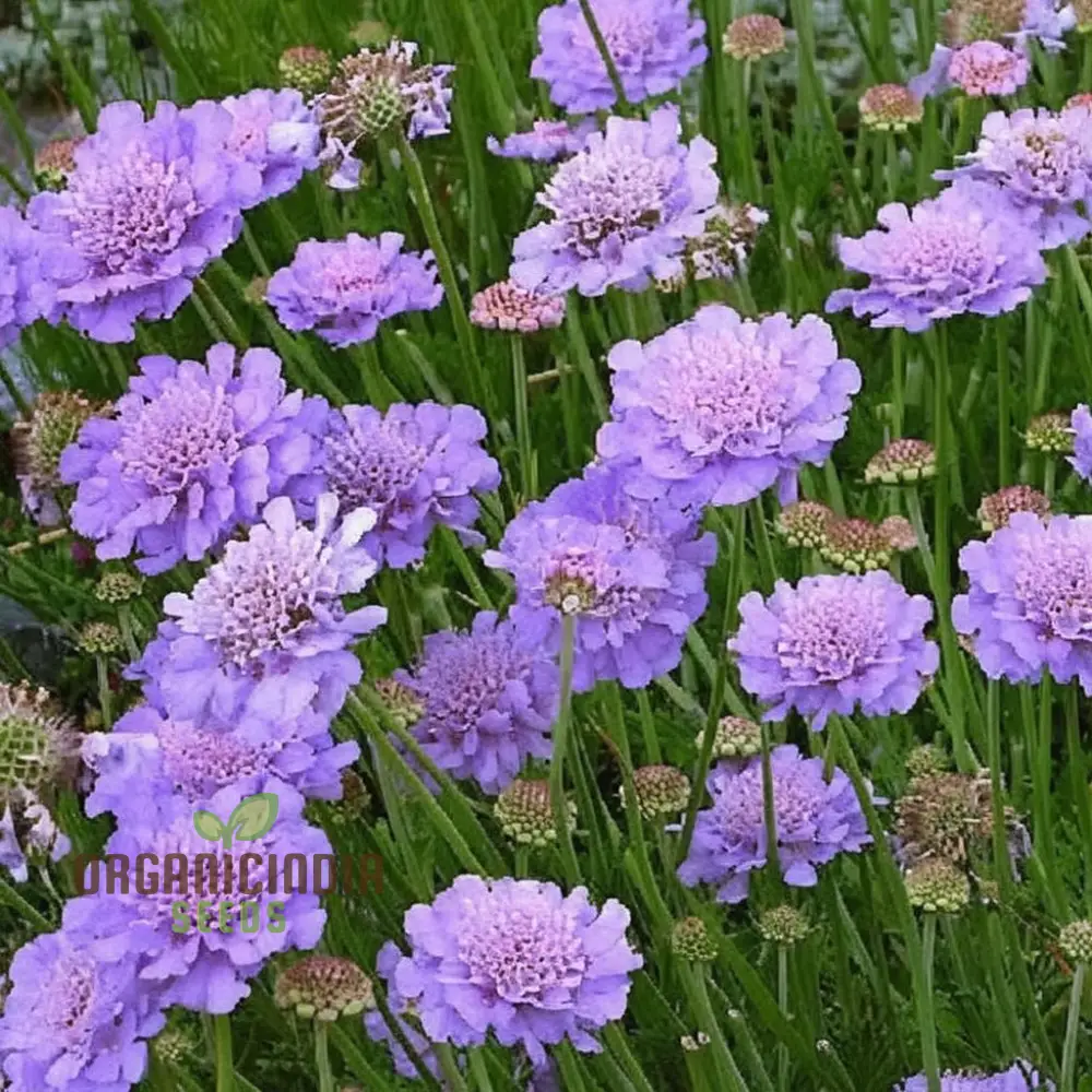 Pincushion Flower Seeds - Delightful Blooms for Cheerful Garden Displays - Image 3