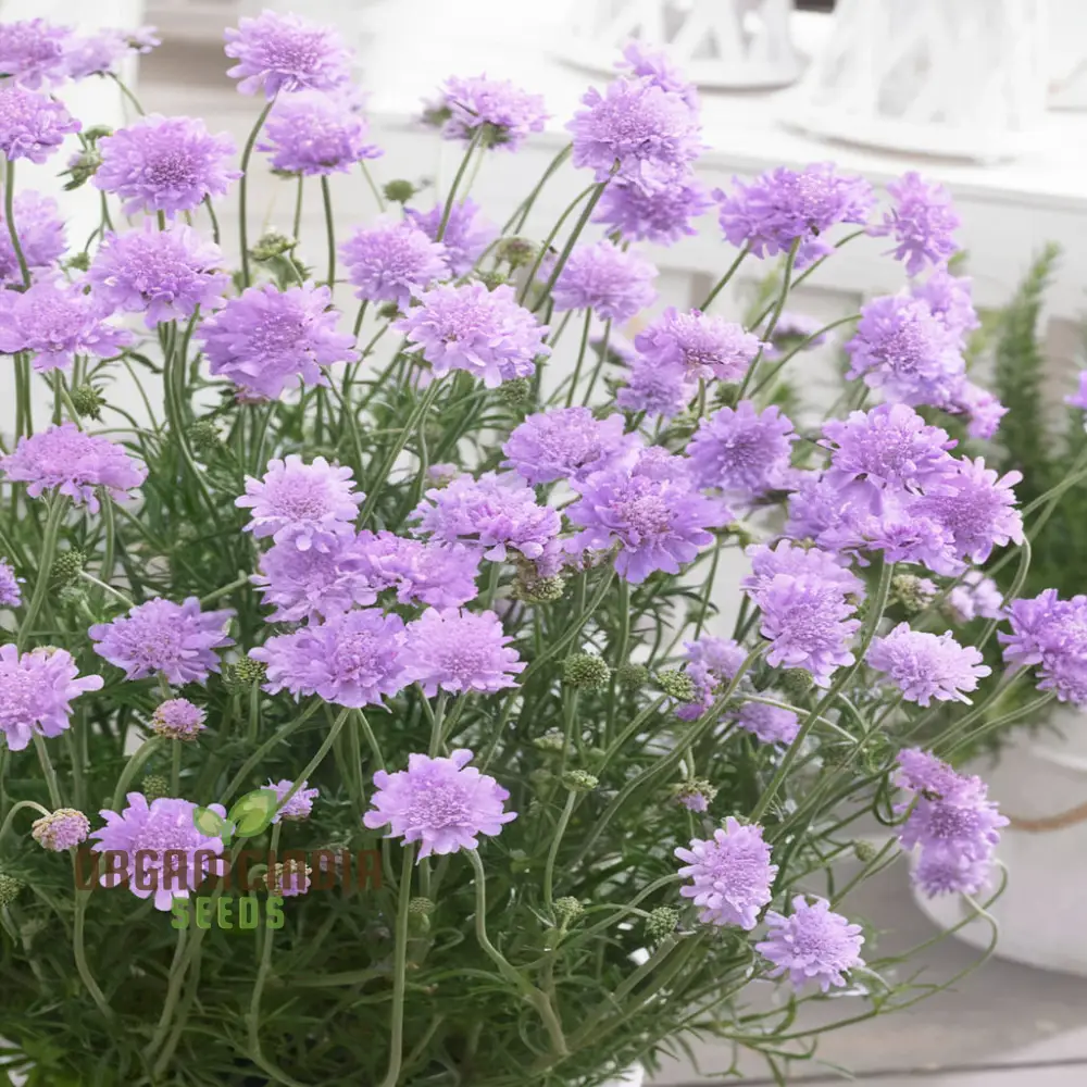 Pincushion Flower Seeds - Delightful Blooms for Cheerful Garden Displays - Image 4
