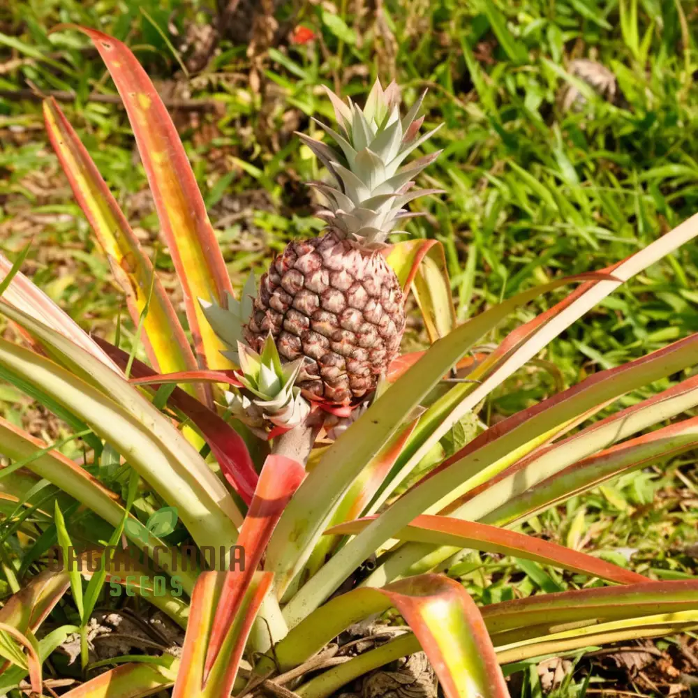 Pink Pineapple Fruit Seeds for Planting, Enhance Your Garden with Exotic Fruit Seeds - Image 3
