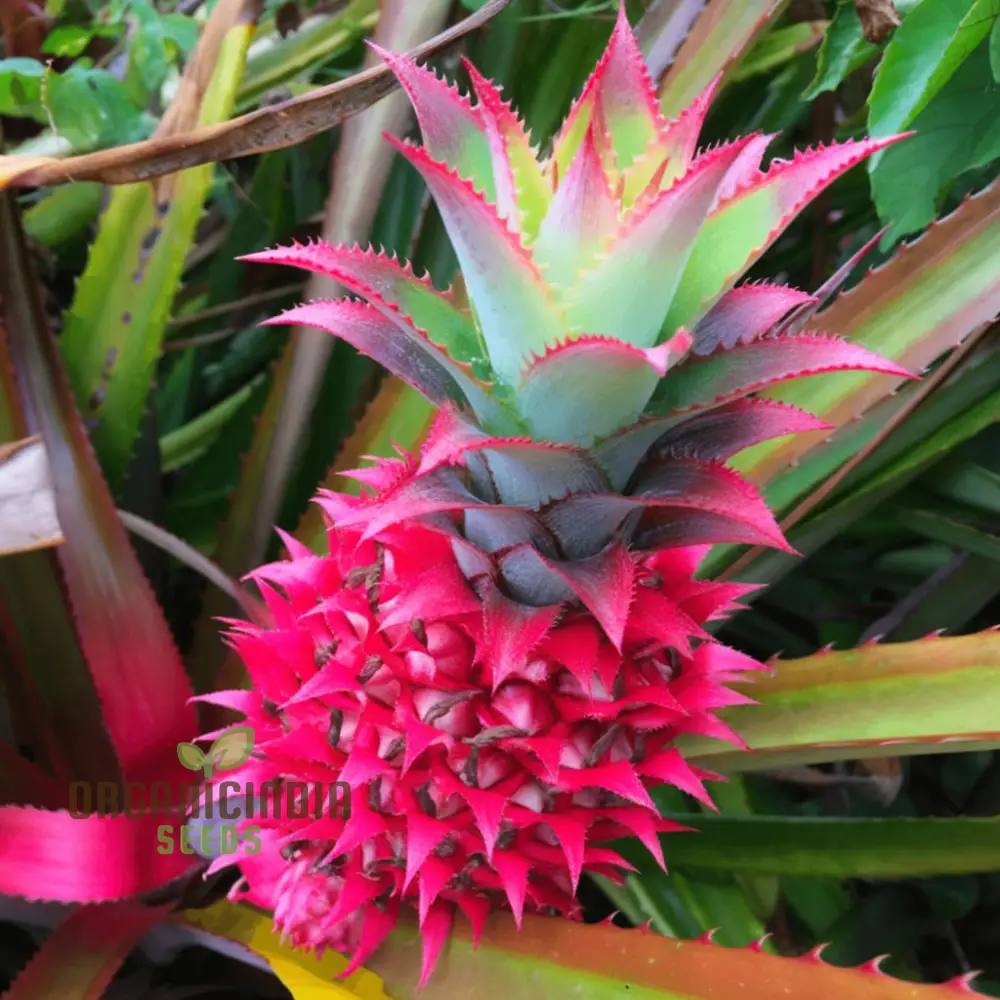 Pink Pineapple Fruit Seeds for Planting, Enhance Your Garden with Exotic Fruit Seeds - Image 4