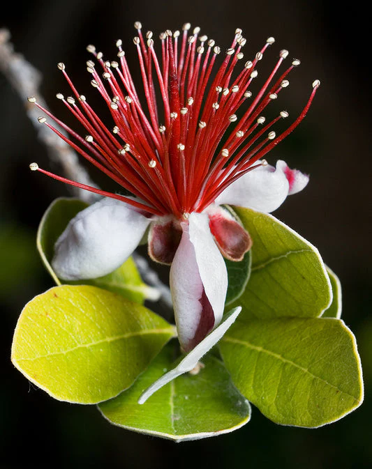 Pineapple Guava Fruit Seeds - Image 3