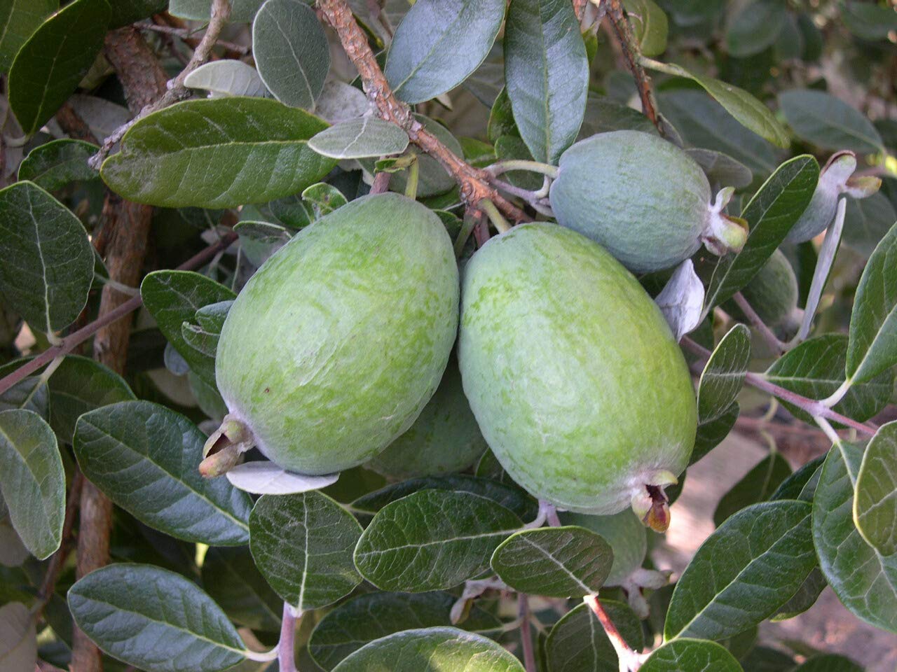 Pineapple Guava Fruit Seeds - Image 4