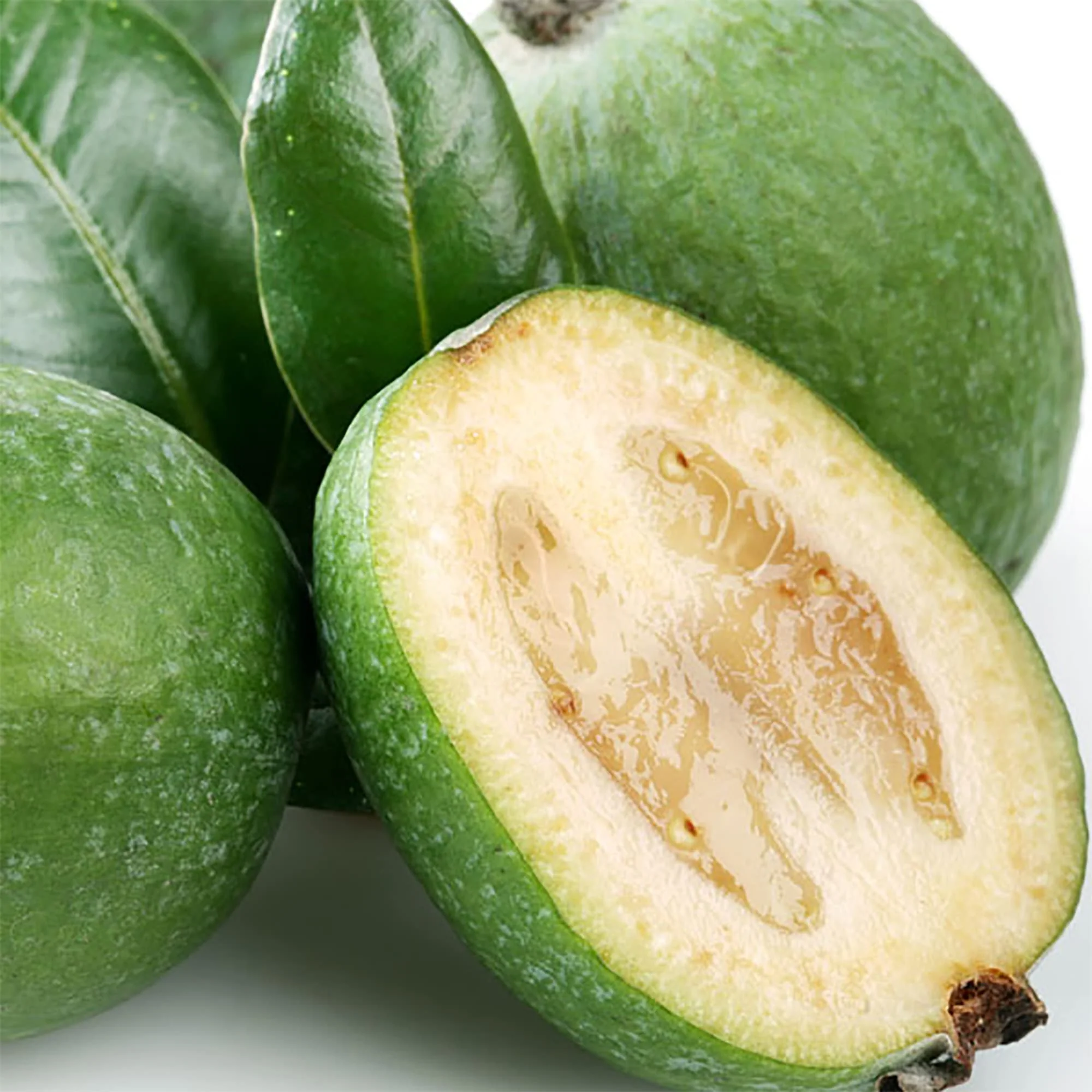 Pineapple Guava Fruit Seeds - Image 5