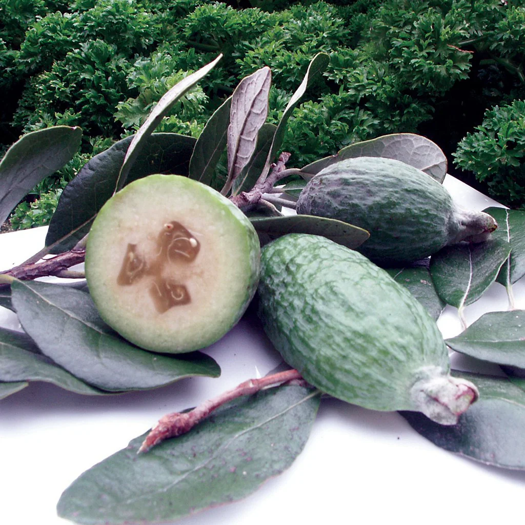Pineapple Guava Fruit Seeds - Image 6