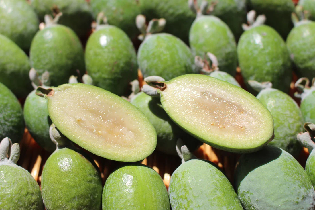 Pineapple Guava (Feijoa) Seeds – Exotic & Aromatic Fruit for Planting - Image 2