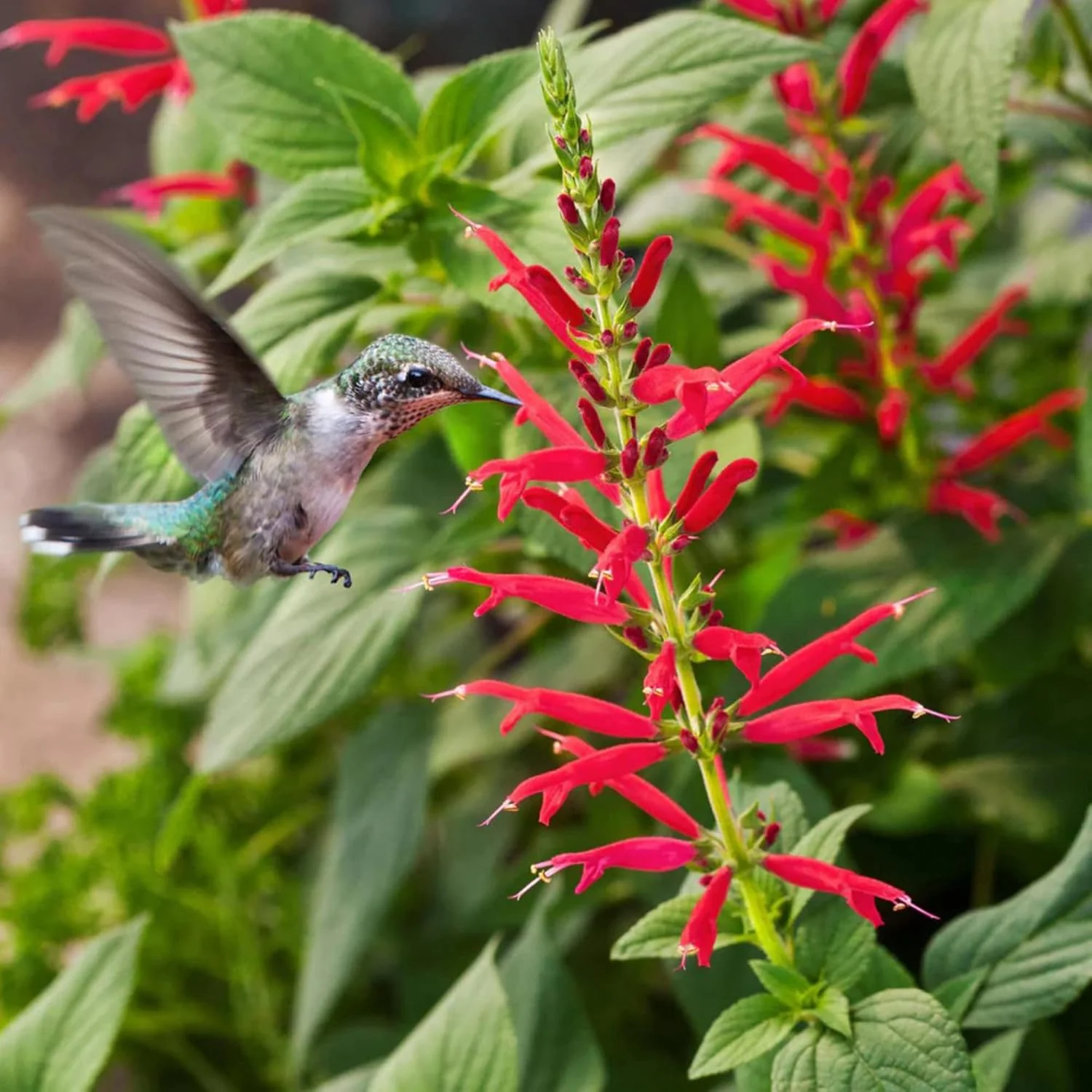 Pineapple Sage Seeds (Salvia Elegans)  Edible Leaves Amd Flowers, Attracts Hummingbirds, Fragrant, Perennial Annual for Indoor Outdoor Containers And Borders - Image 3