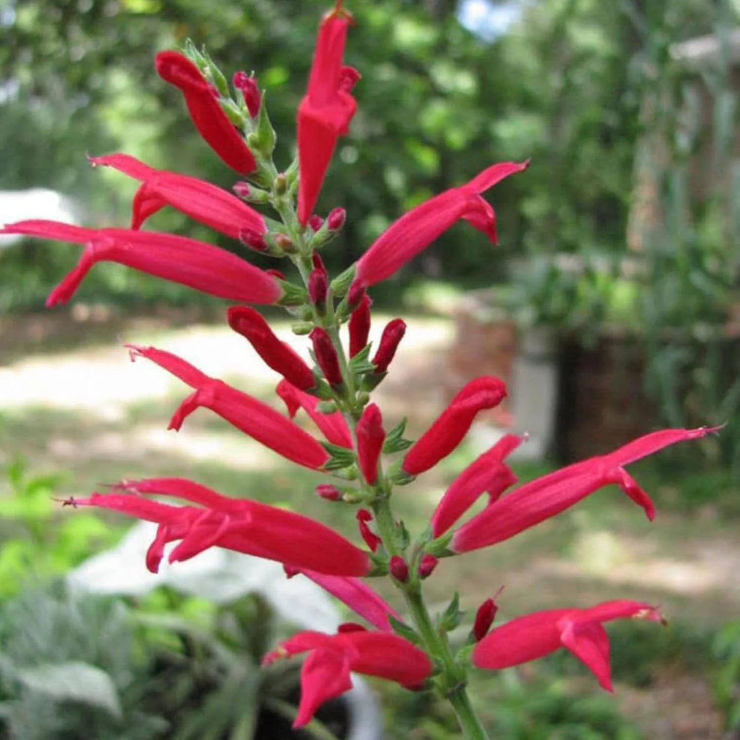 Pineapple Sage Seeds (Salvia Elegans)  Edible Leaves Amd Flowers, Attracts Hummingbirds, Fragrant, Perennial Annual for Indoor Outdoor Containers And Borders - Image 4