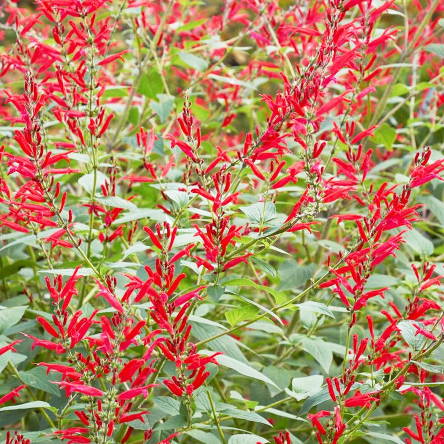 Pineapple Sage Seeds (Salvia Elegans)  Edible Leaves Amd Flowers, Attracts Hummingbirds, Fragrant, Perennial Annual for Indoor Outdoor Containers And Borders - Image 5