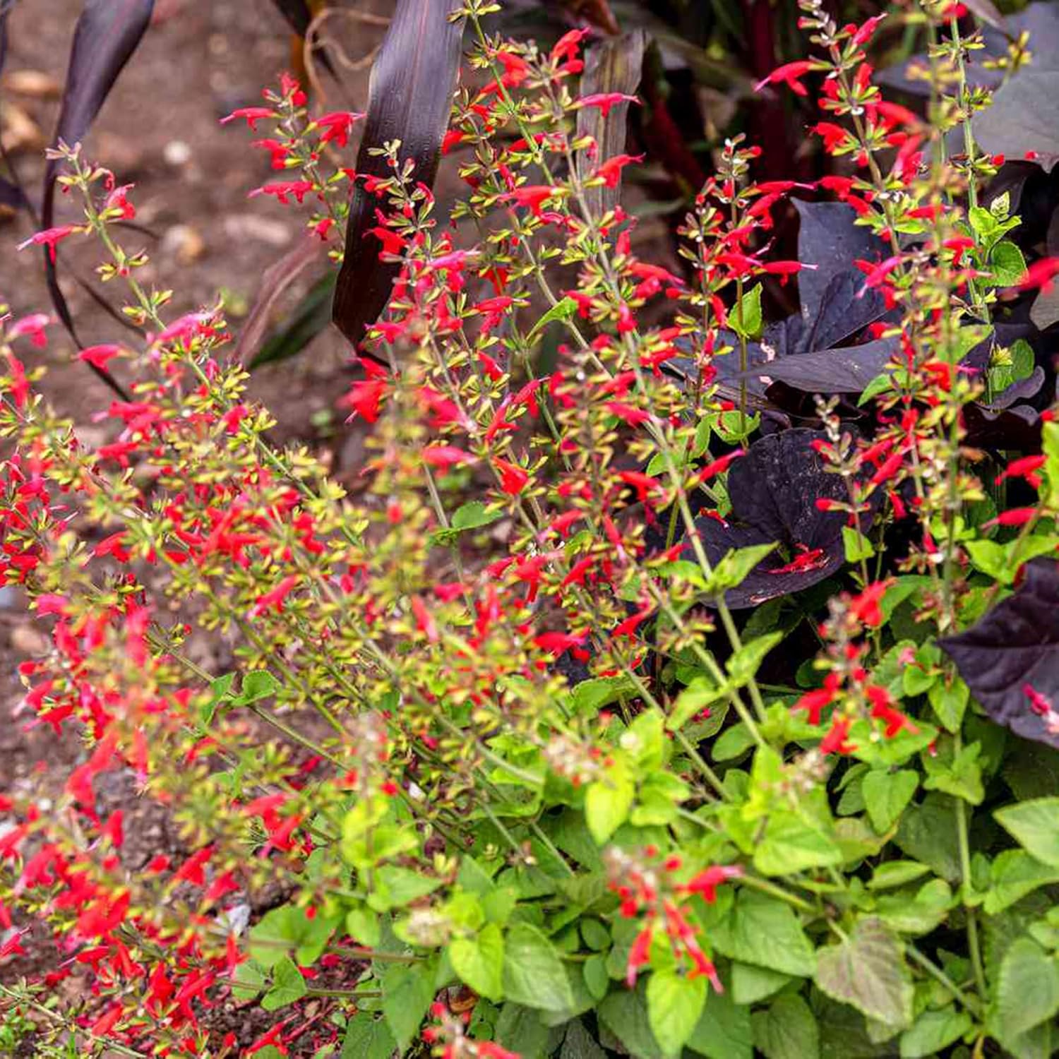 Pineapple Sage Seeds (Salvia Elegans)  Edible Leaves Amd Flowers, Attracts Hummingbirds, Fragrant, Perennial Annual for Indoor Outdoor Containers And Borders - Image 6