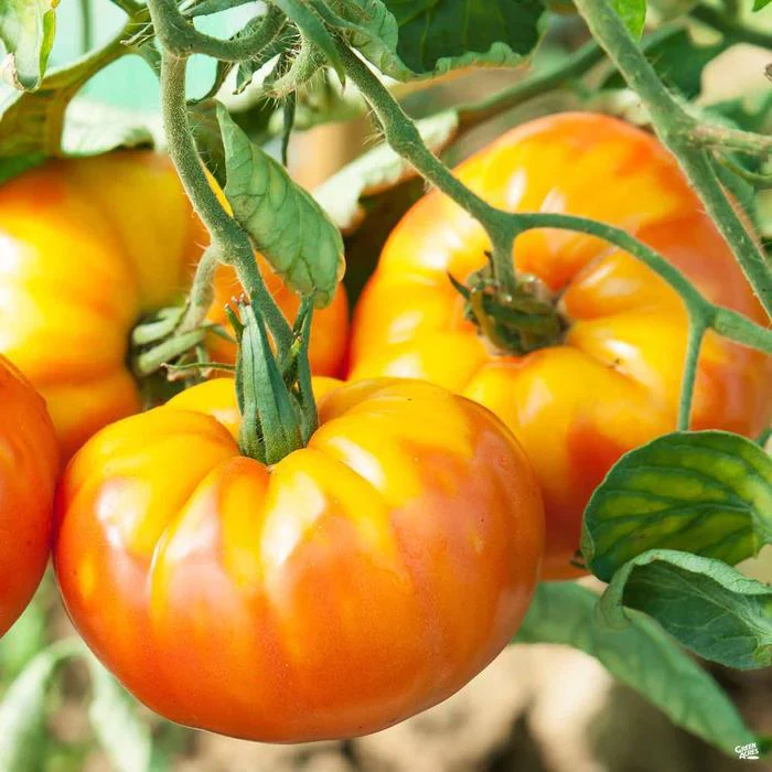 Pineapple Tomato Seeds – Heirloom, Sweet & Juicy Bicolor Tomatoes - Image 2