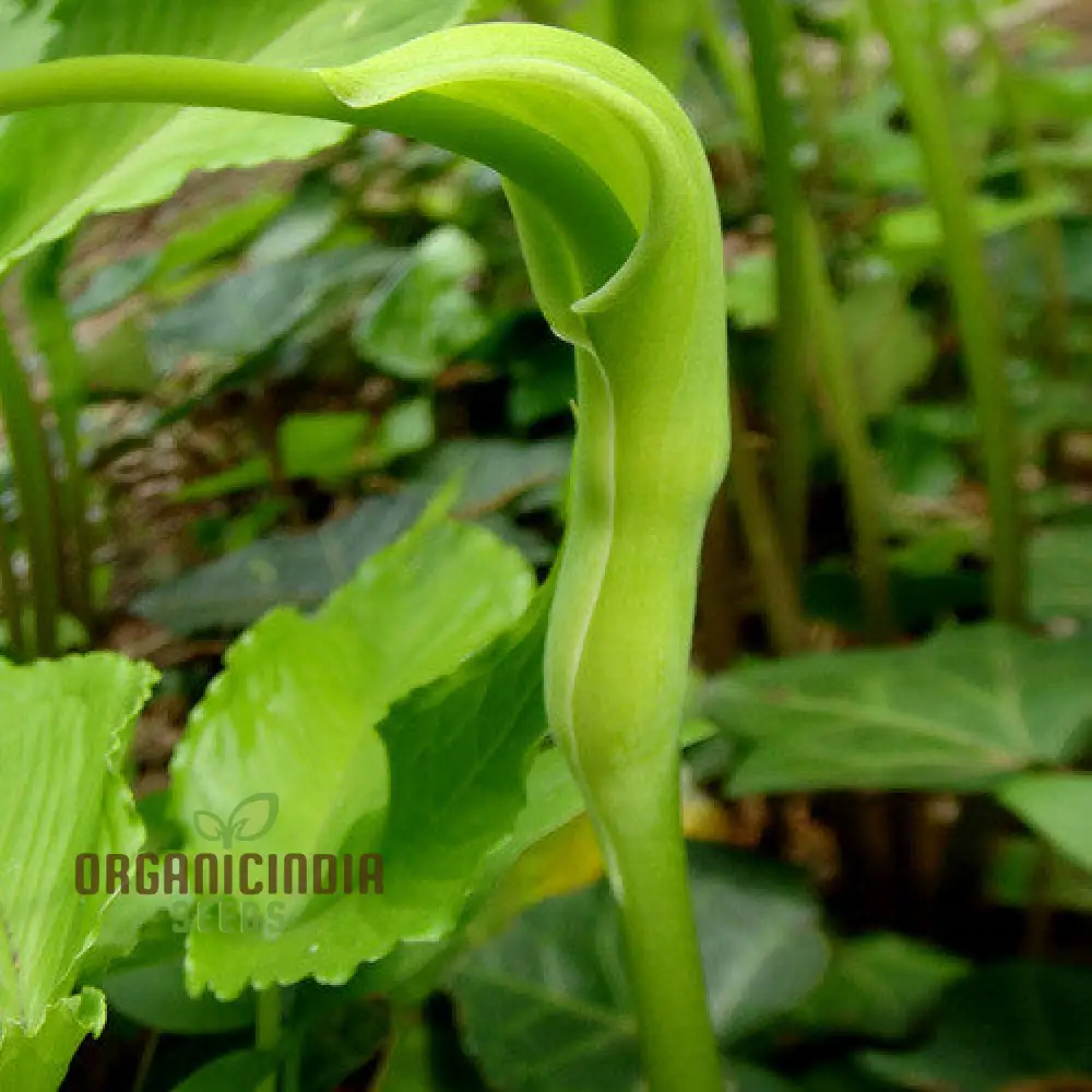 Pinellia Tripartita Seeds - Rare Gardening Perennial Plant Seeds
