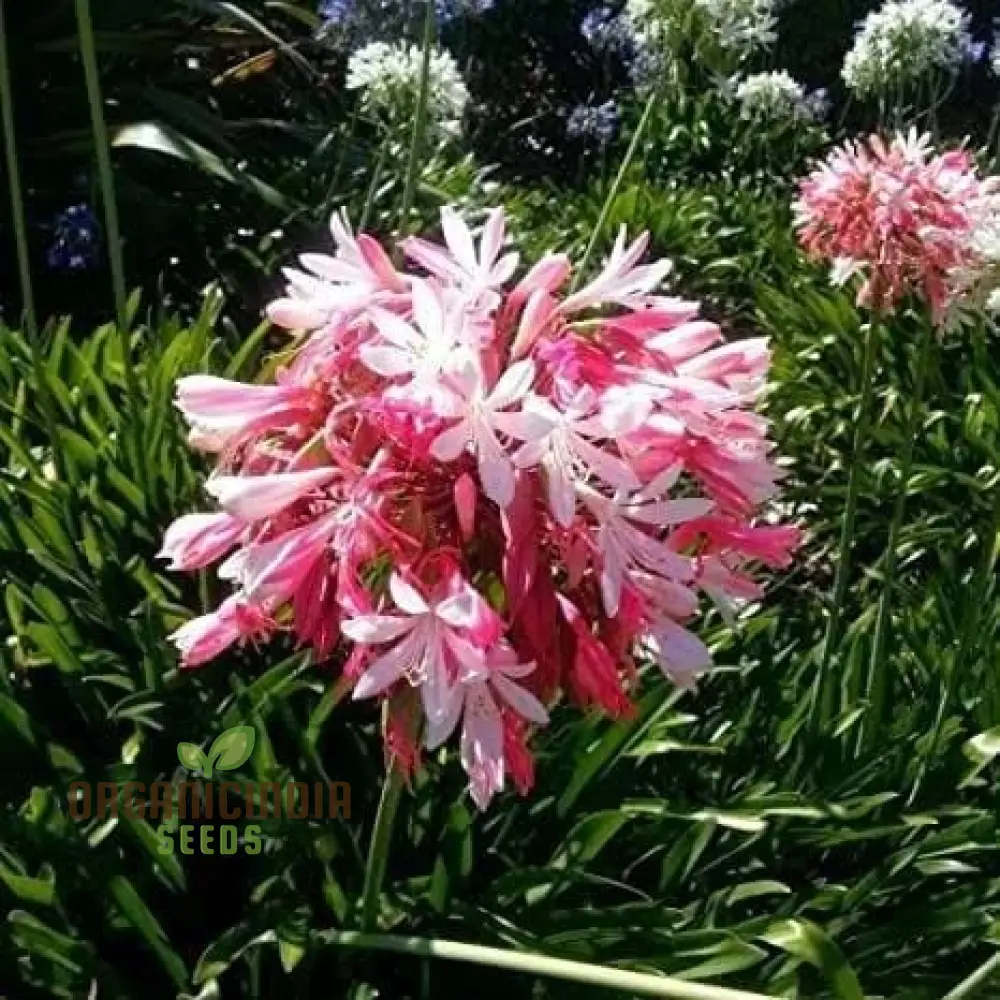 Pink Agapanthus African Lily Seeds for Planting