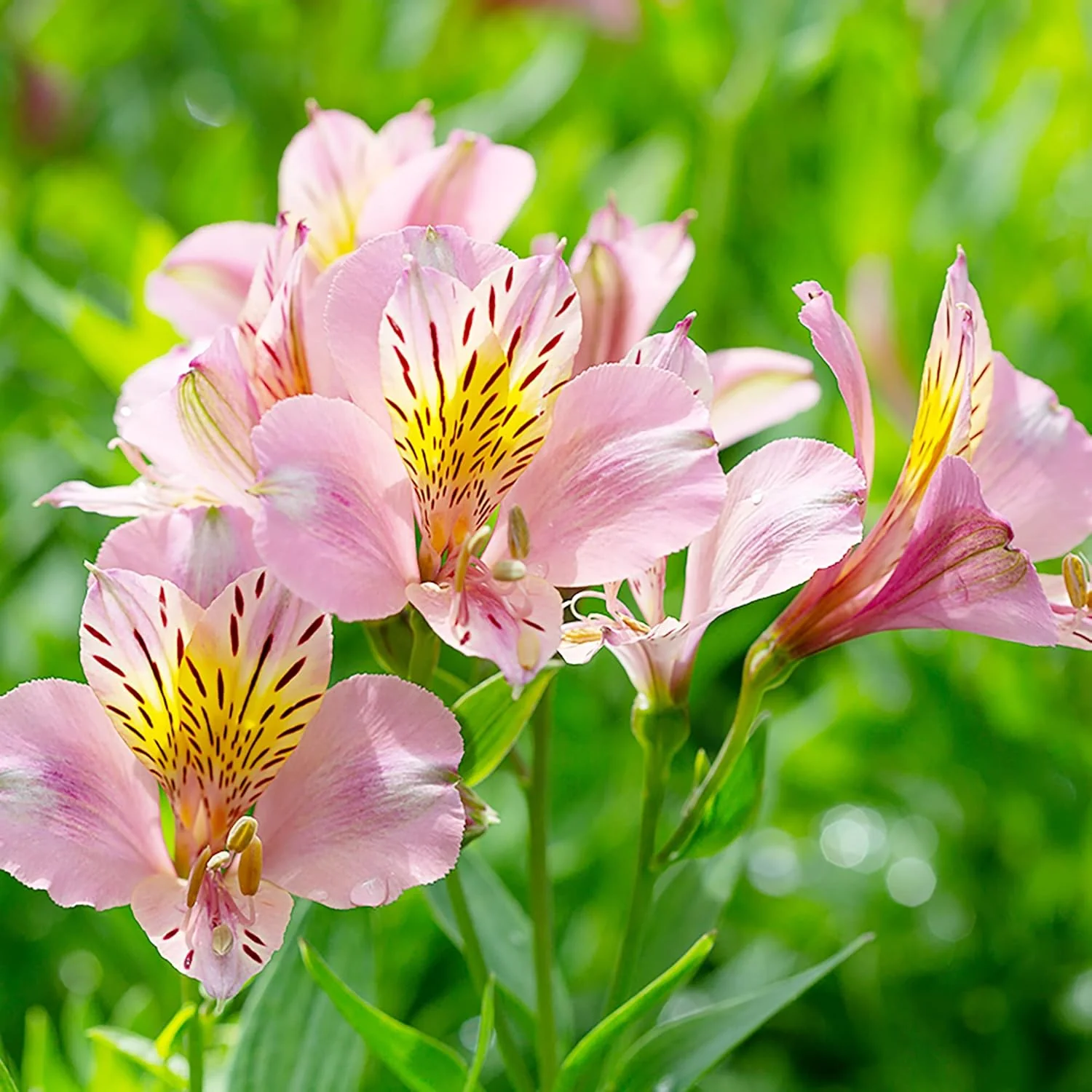 Pink Alstroemeria Seeds for Planting - Peruvian Lily Perennial, Perfect for Cut Flowers & Garden Borders - Image 3