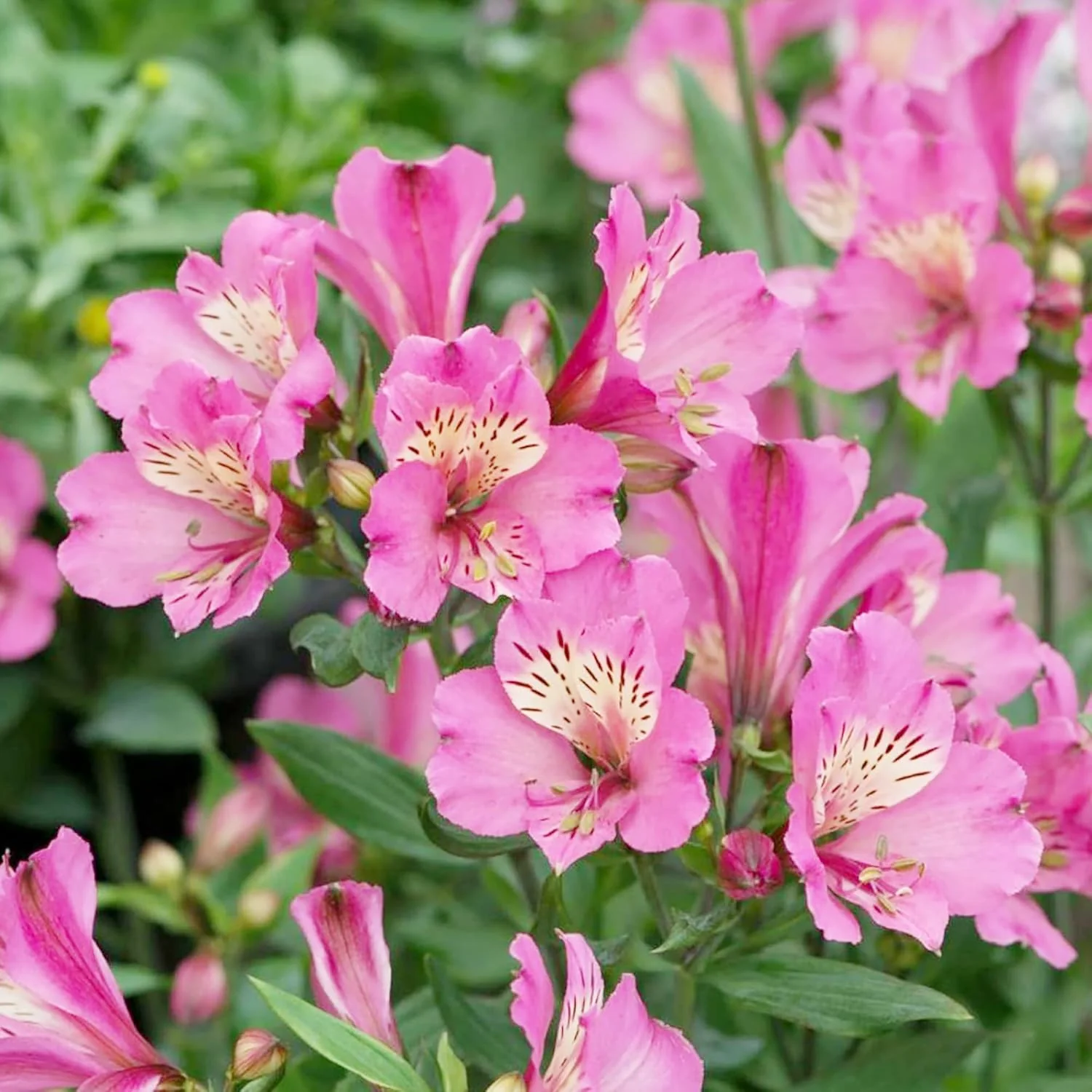Pink Alstroemeria Seeds for Planting - Peruvian Lily Perennial, Perfect for Cut Flowers & Garden Borders - Image 4