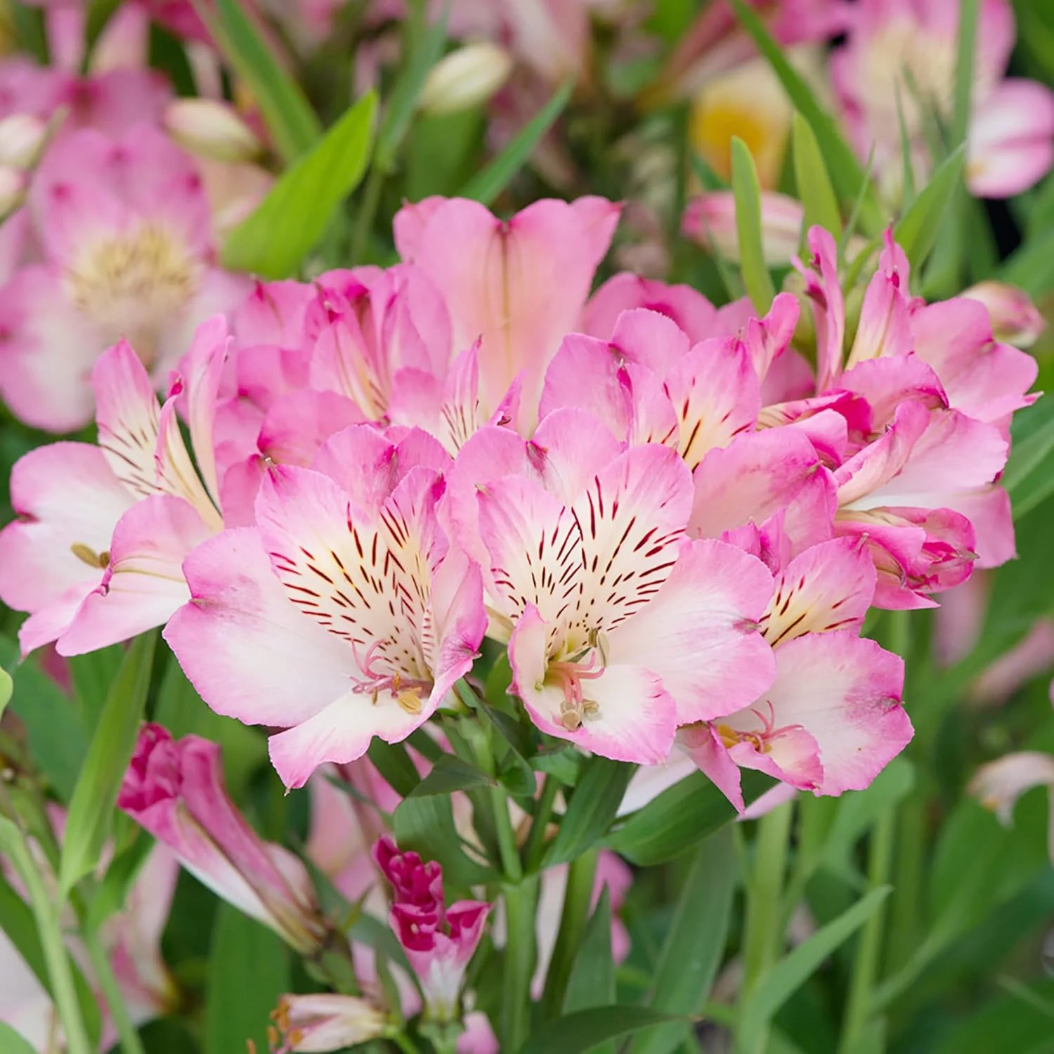 Pink Alstroemeria Seeds for Planting - Peruvian Lily Perennial, Perfect for Cut Flowers & Garden Borders - Image 5