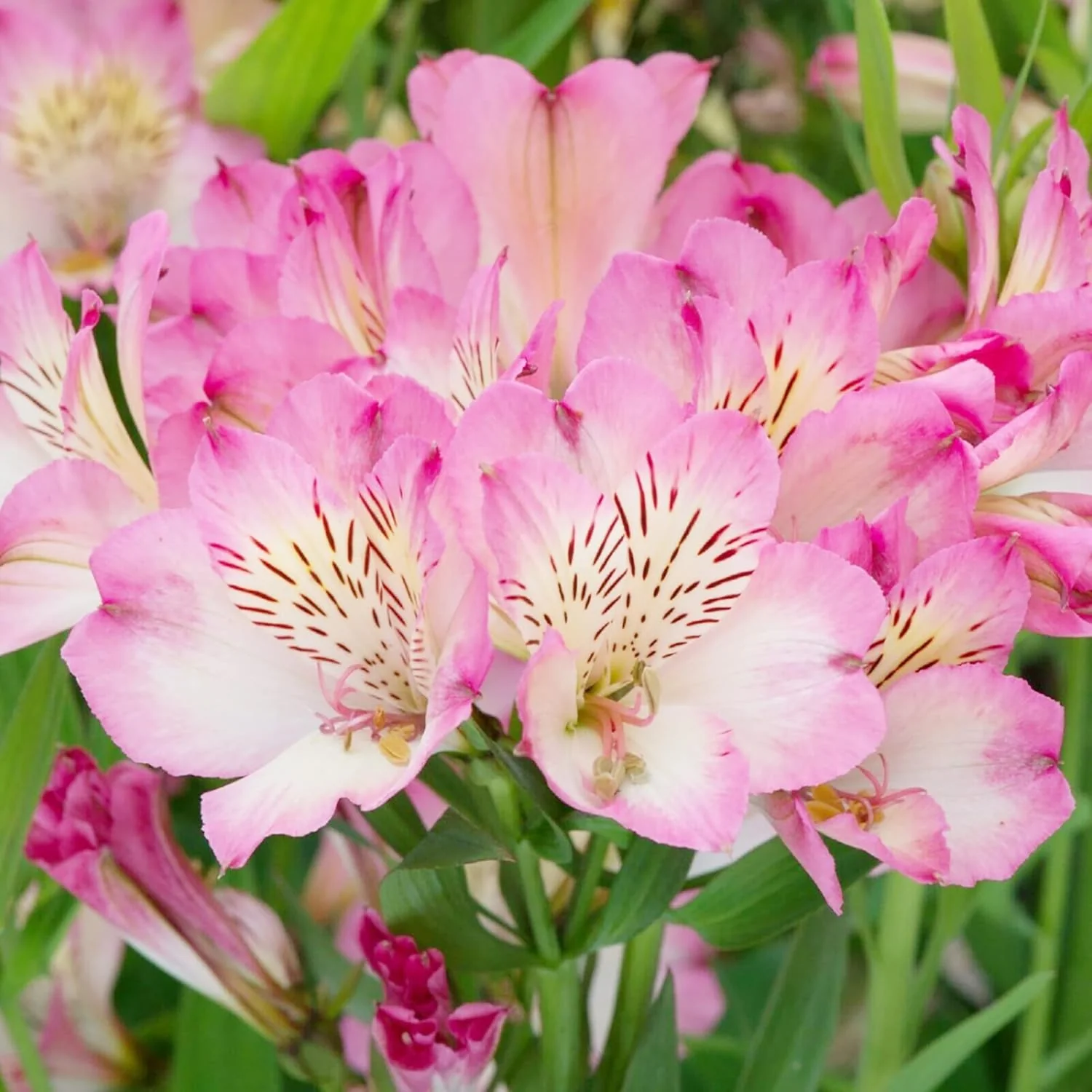 Pink Alstroemeria Seeds for Planting - Peruvian Lily Perennial, Perfect for Cut Flowers & Garden Borders - Image 6