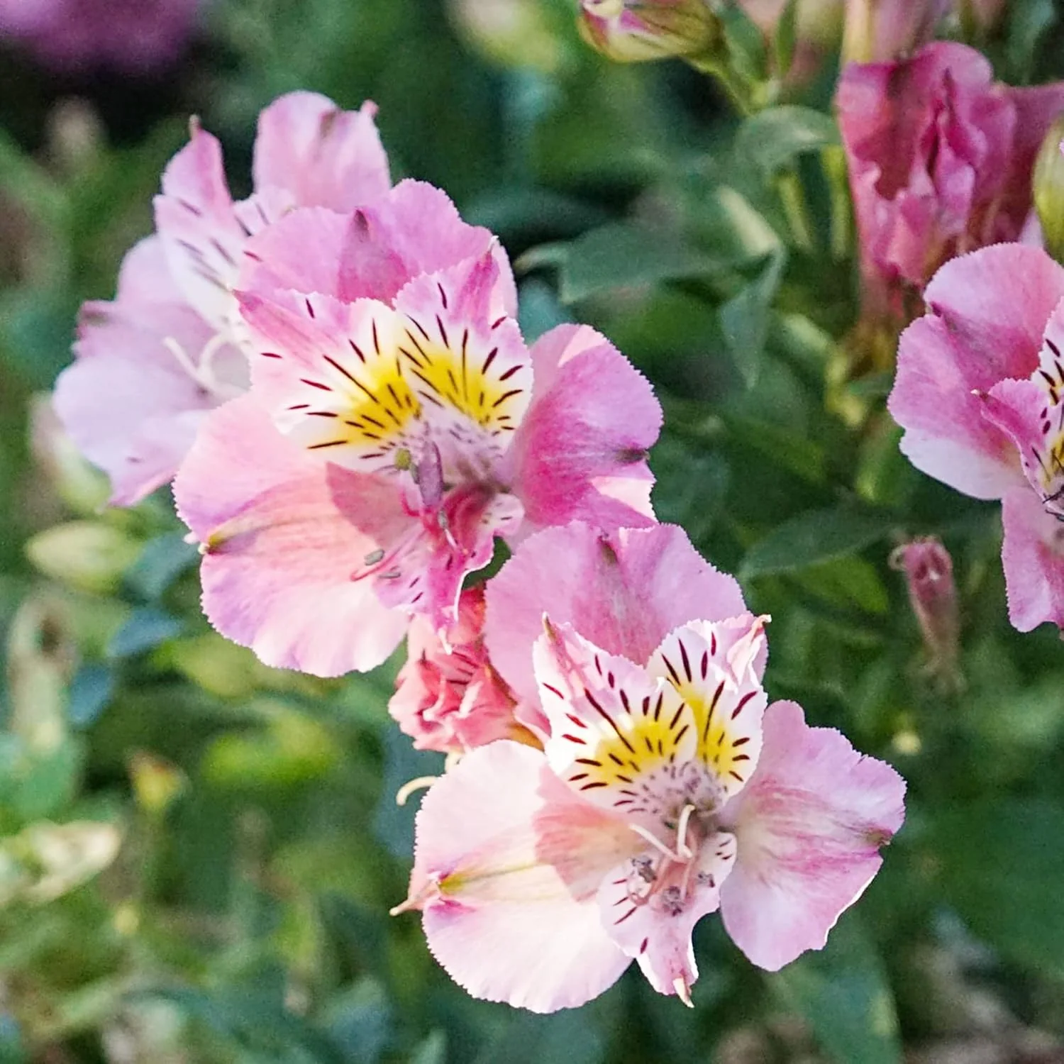 Pink Alstroemeria Seeds for Planting - Peruvian Lily Perennial, Perfect for Cut Flowers & Garden Borders - Image 7