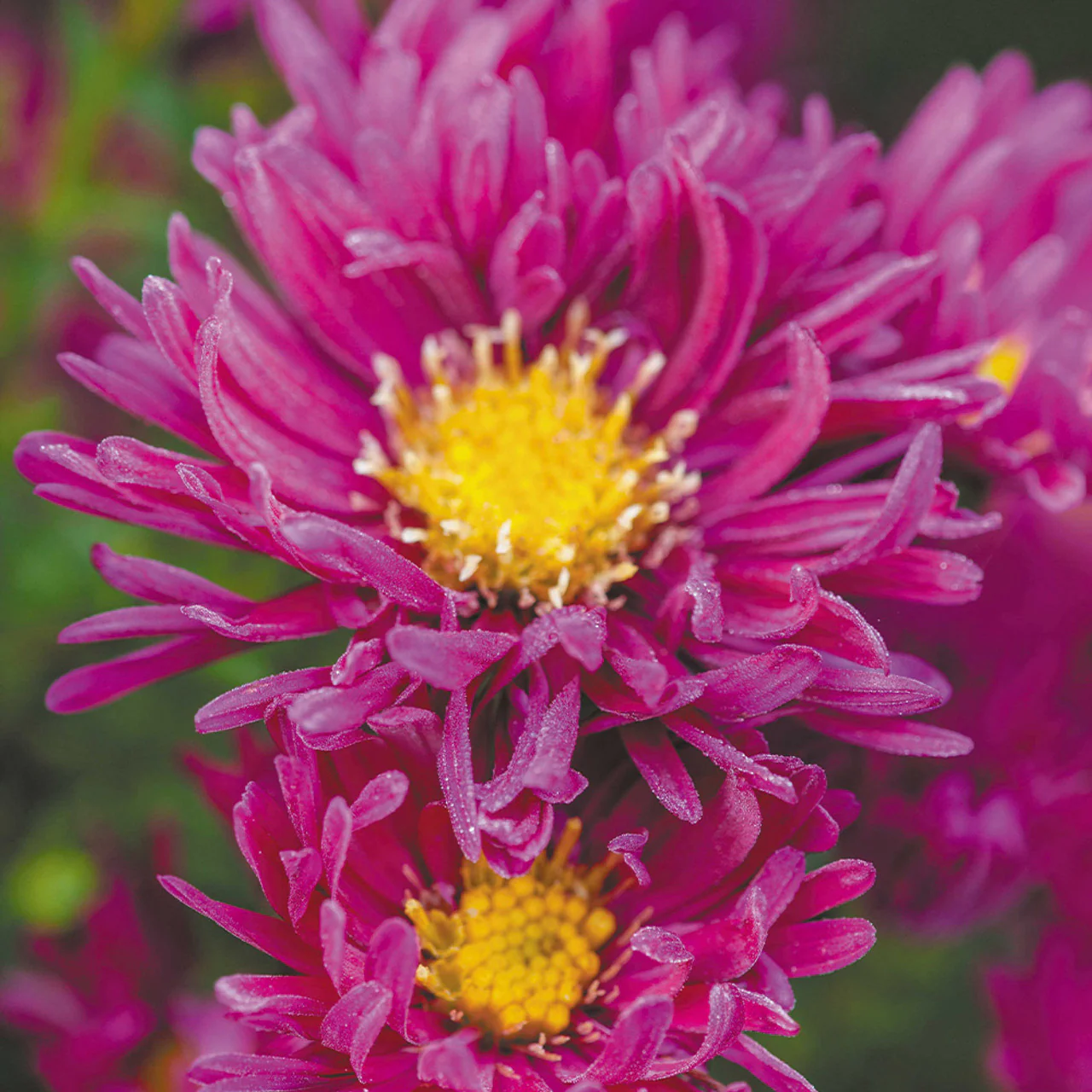 Pink Aster Flower Seeds, Soft Rosy Blooms, Easy to Grow, Non-GMO