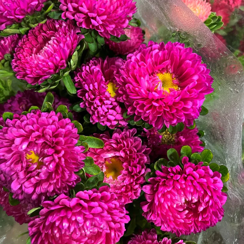 Pink Aster Flower Seeds, Soft Rosy Blooms, Easy to Grow, Non-GMO - Image 2