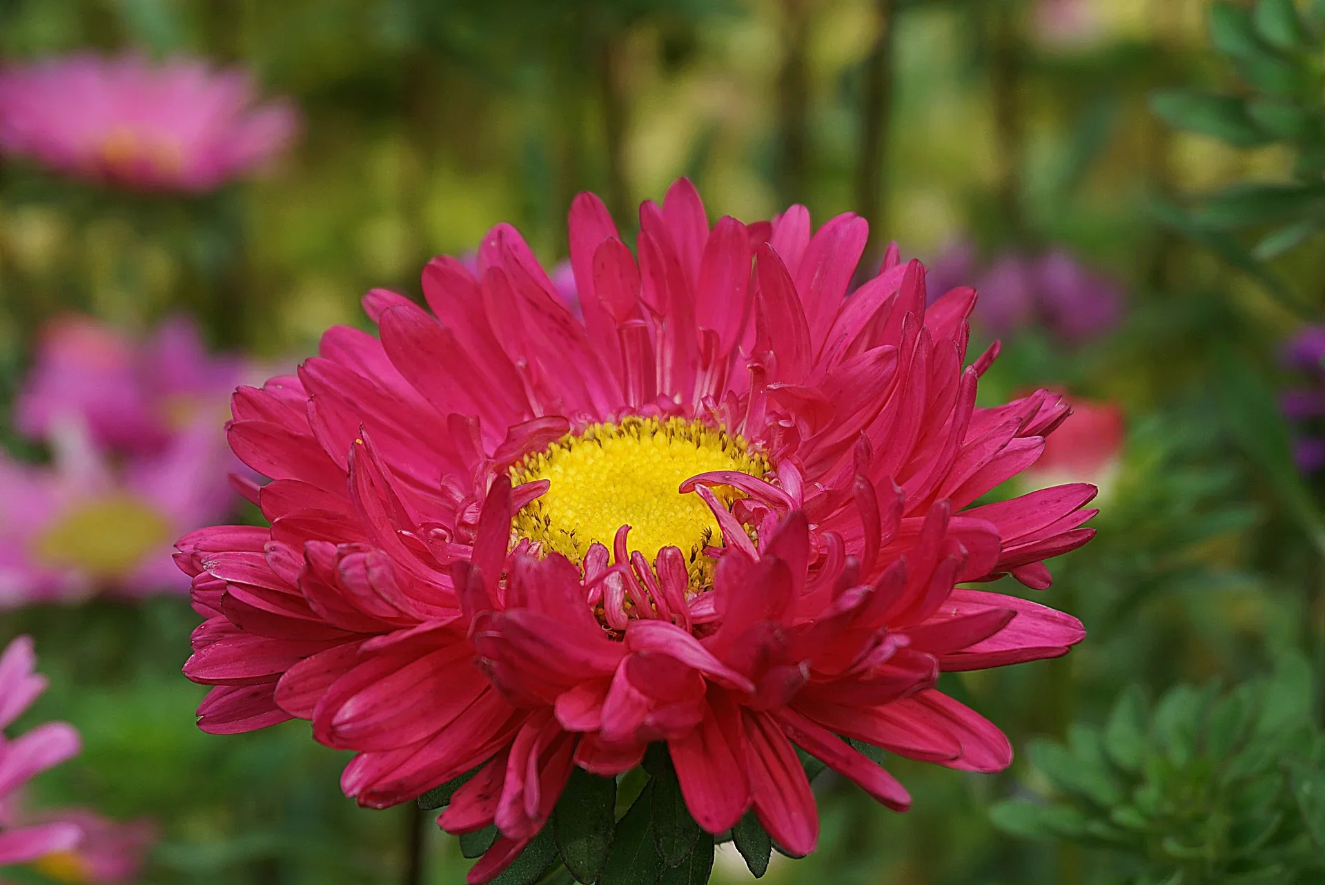 Pink Aster Flower Seeds, Soft Rosy Blooms, Easy to Grow, Non-GMO - Image 3