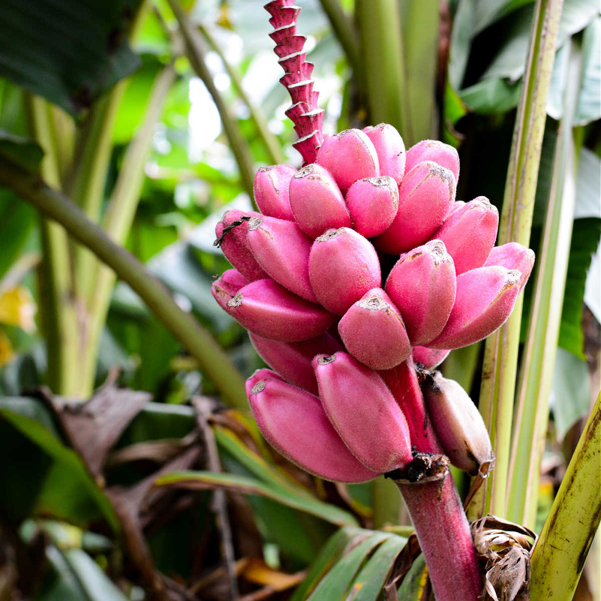 Pink Banana Fruit Seeds for Easy Planting - Grow Sweet, Unique Pink Bananas at Home