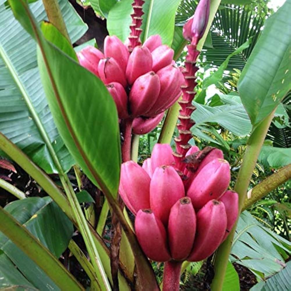 Pink Banana Fruit Seeds for Easy Planting - Grow Sweet, Unique Pink Bananas at Home - Image 3
