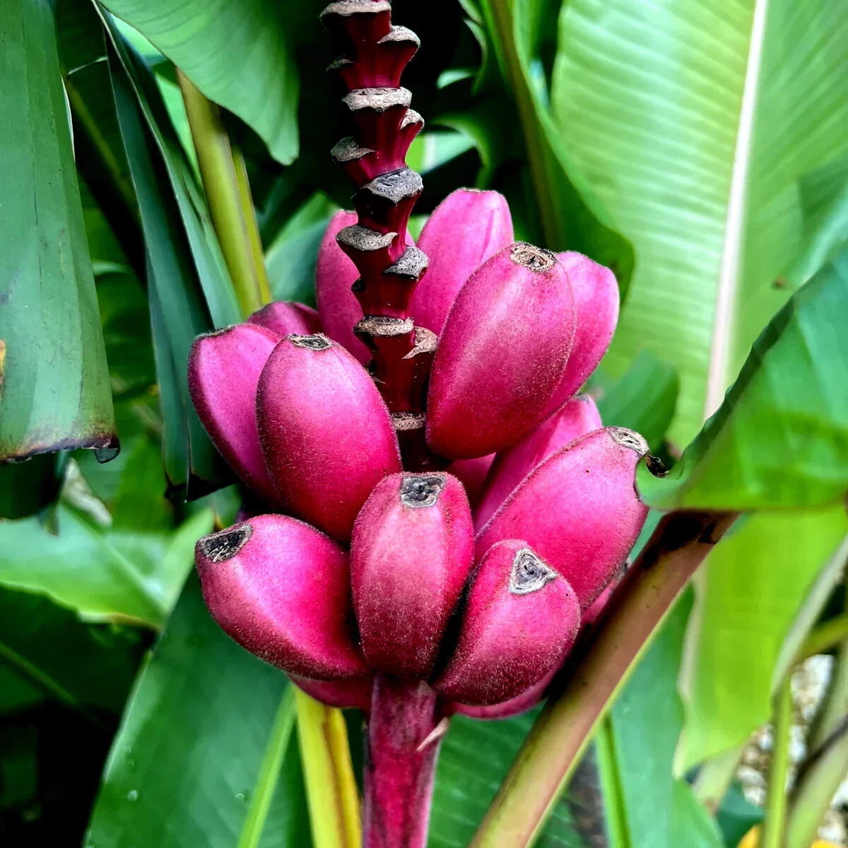 Pink Banana Fruit Seeds for Easy Planting - Grow Sweet, Unique Pink Bananas at Home - Image 4