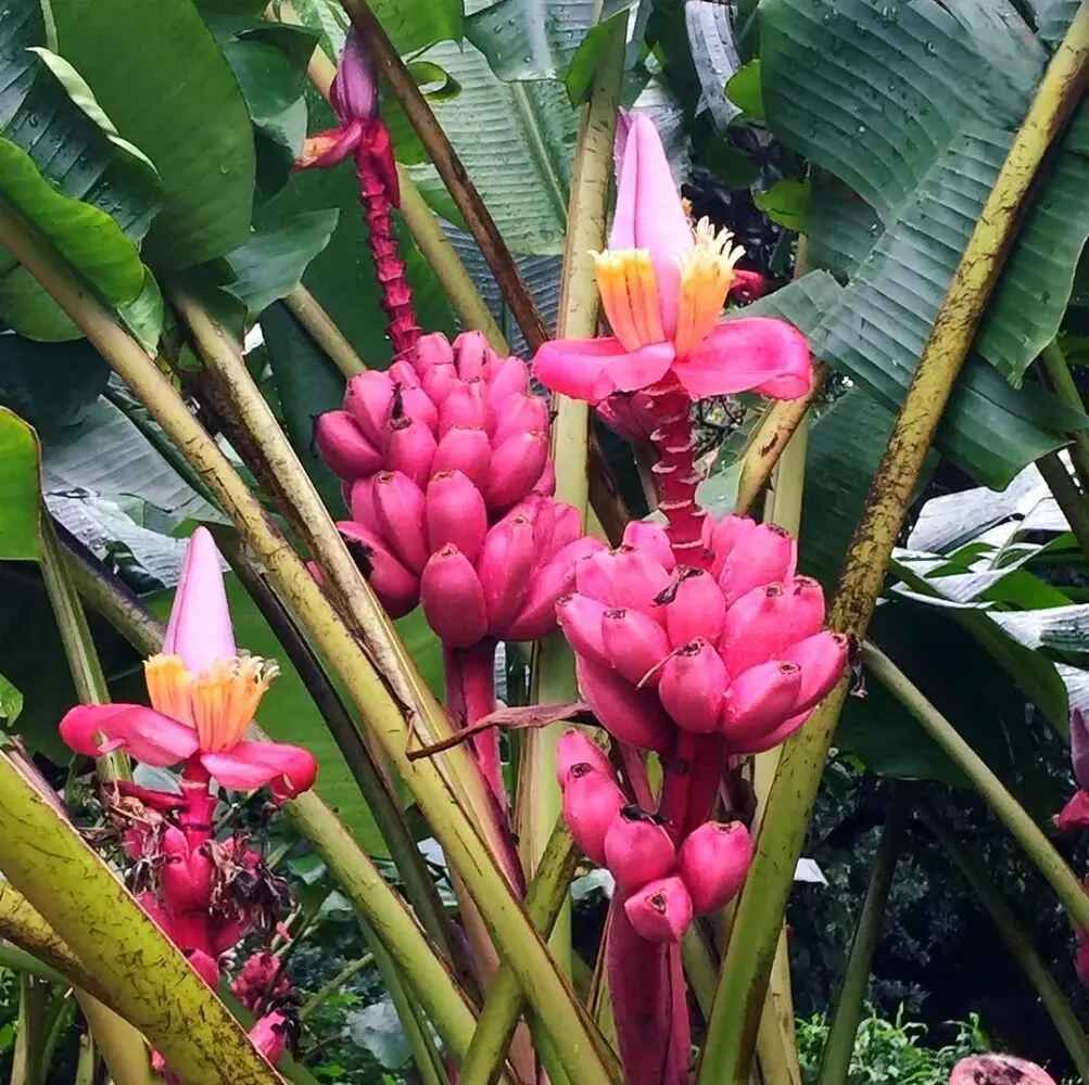 Pink Banana Fruit Seeds for Easy Planting - Grow Sweet, Unique Pink Bananas at Home - Image 5