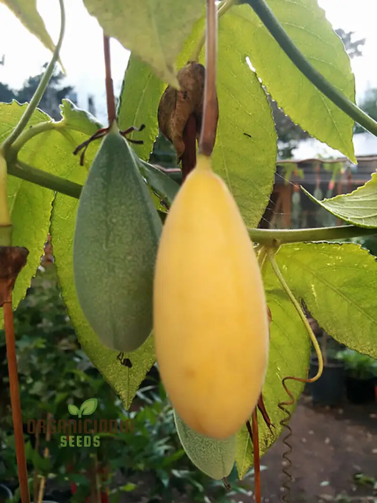 Yellow Banana Passion Fruit Seeds, Exotic and Sweet Tropical Flavor, Vibrant and Delicious Garden, Easy-to-Growing plant - Image 3
