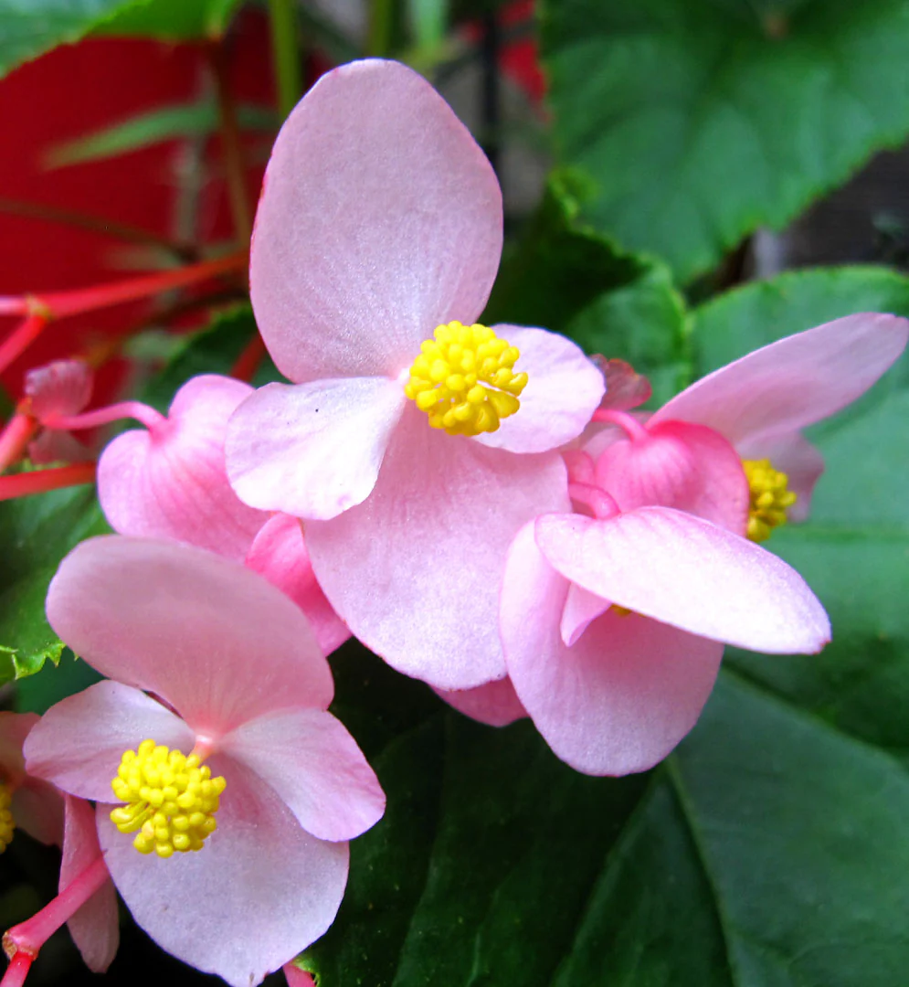 Pink Begonia Flower Seeds, Soft Pastel Blooms, Easy to Grow, Non-GMO